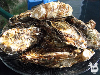 oysters from the cote vermielle