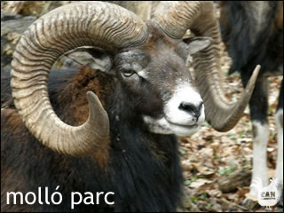 mollo parc