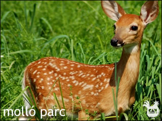 mollo parc