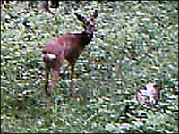 roe deer