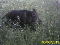 sanglier